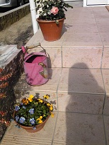 家の前の花１.jpg